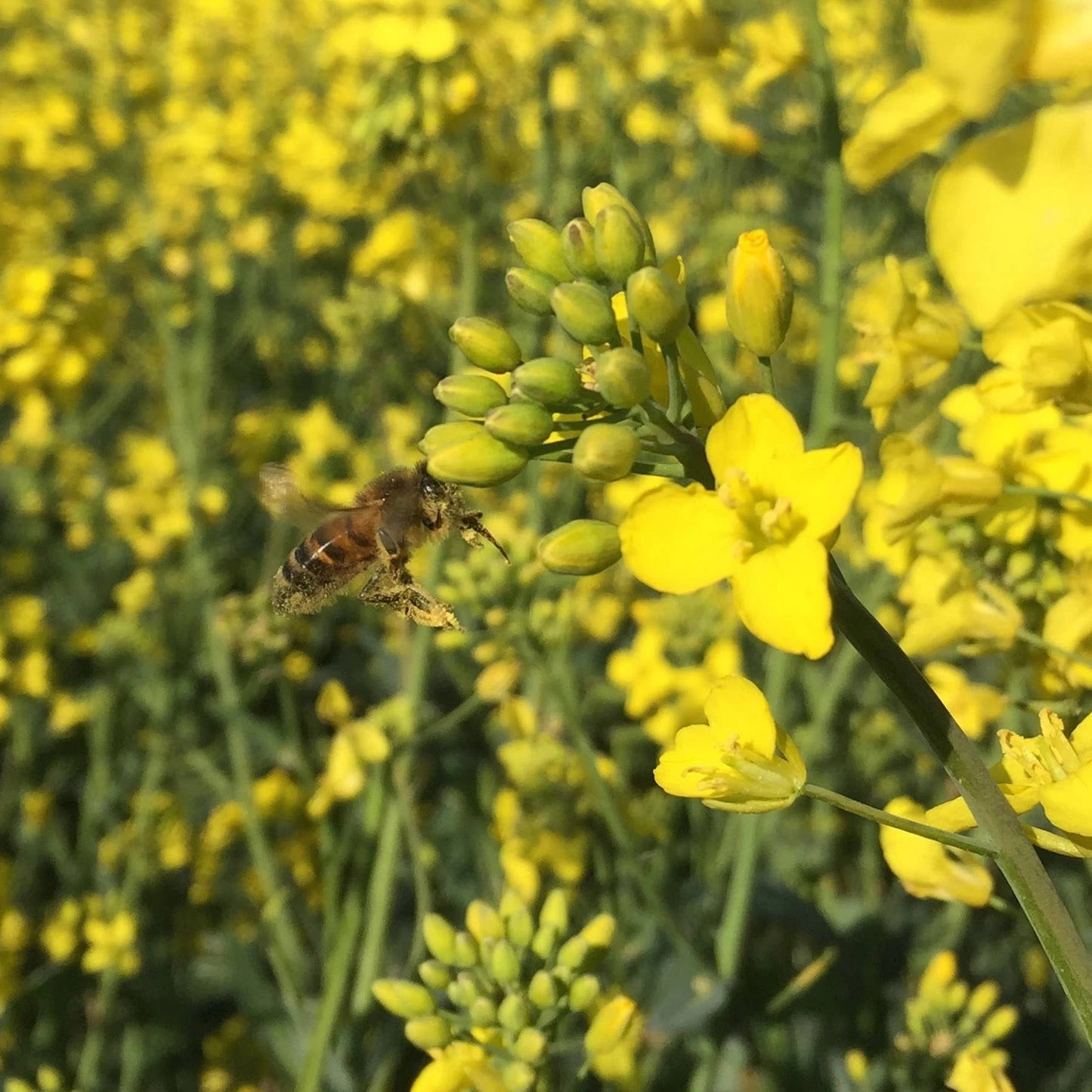 227g British Spring Honey