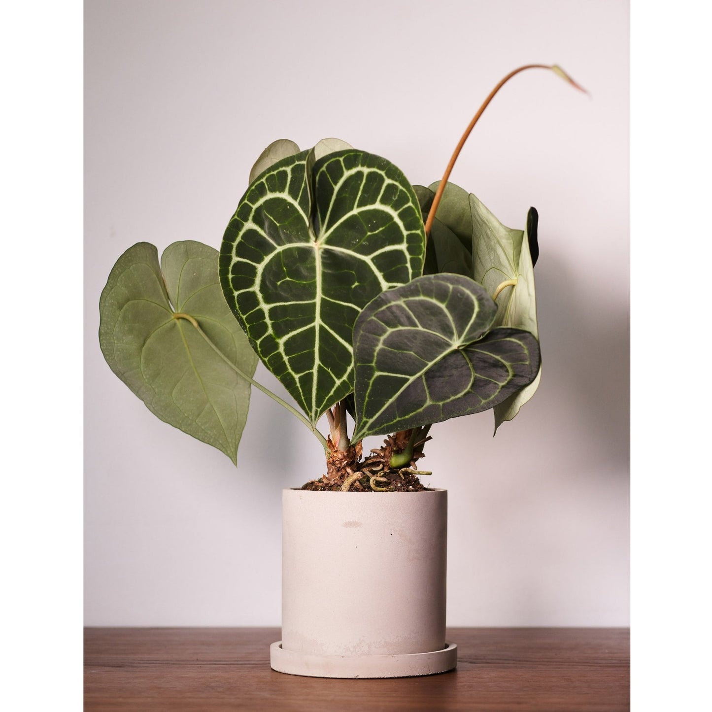 Round Concrete plant pot