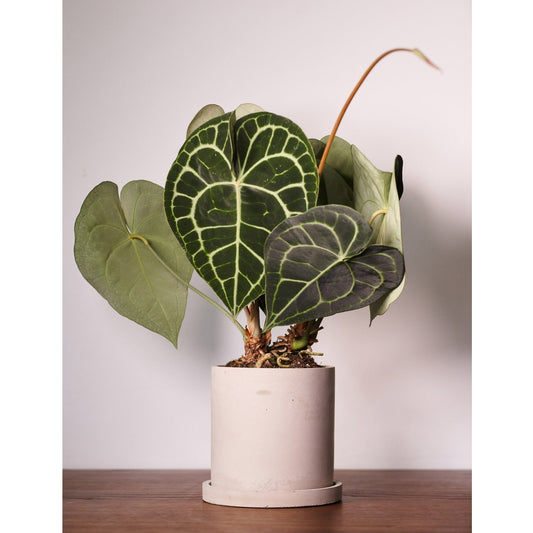 Round Concrete plant pot