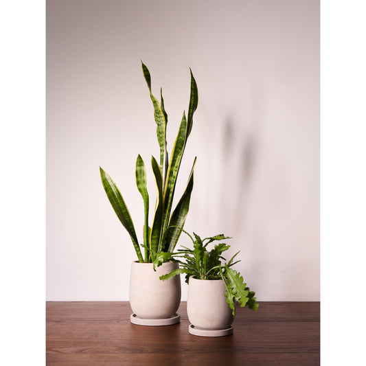 Tulip shaped bare concrete plant pot