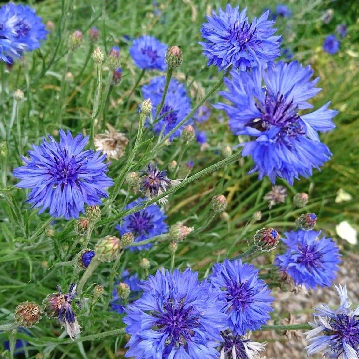 Edible Flower Seed Set