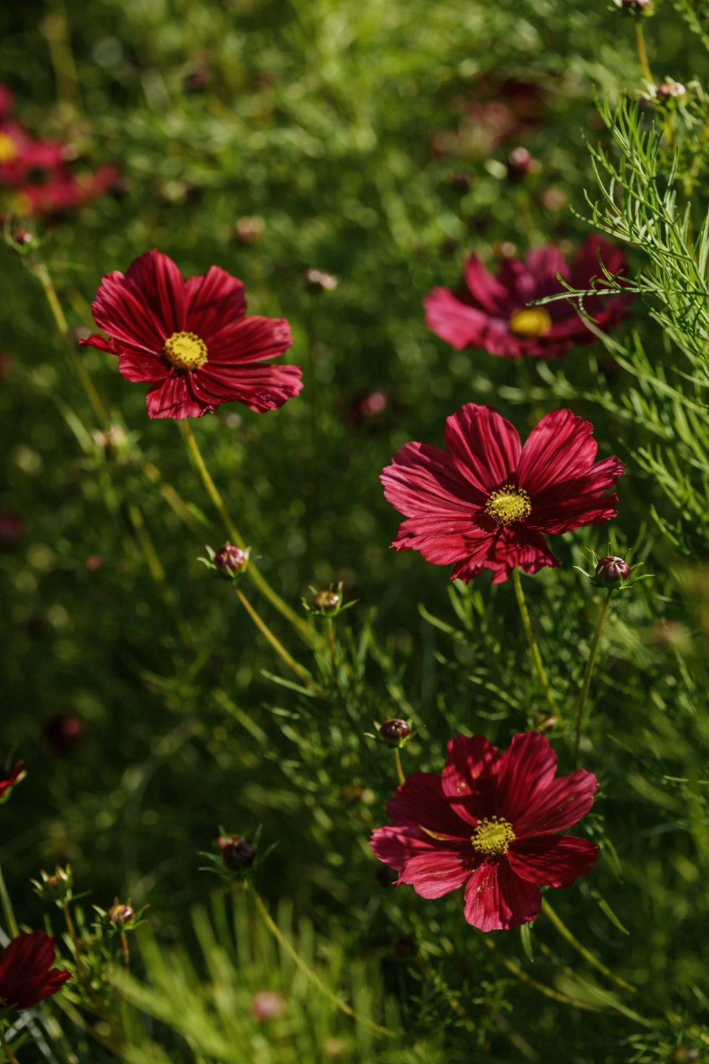 Cosmos 'Rubenza' Seeds