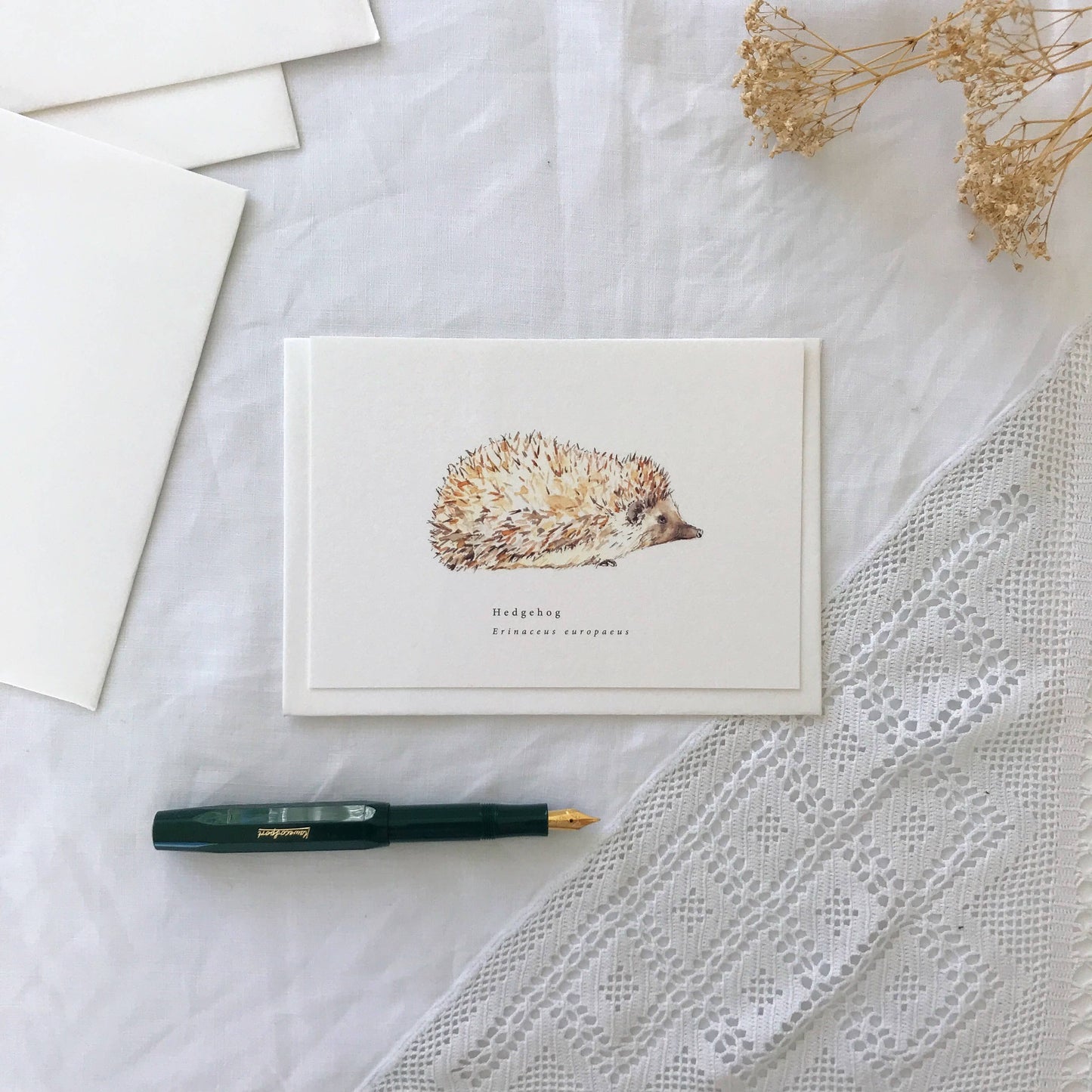 Hedgehog Botanical Illustration Wildlife Card