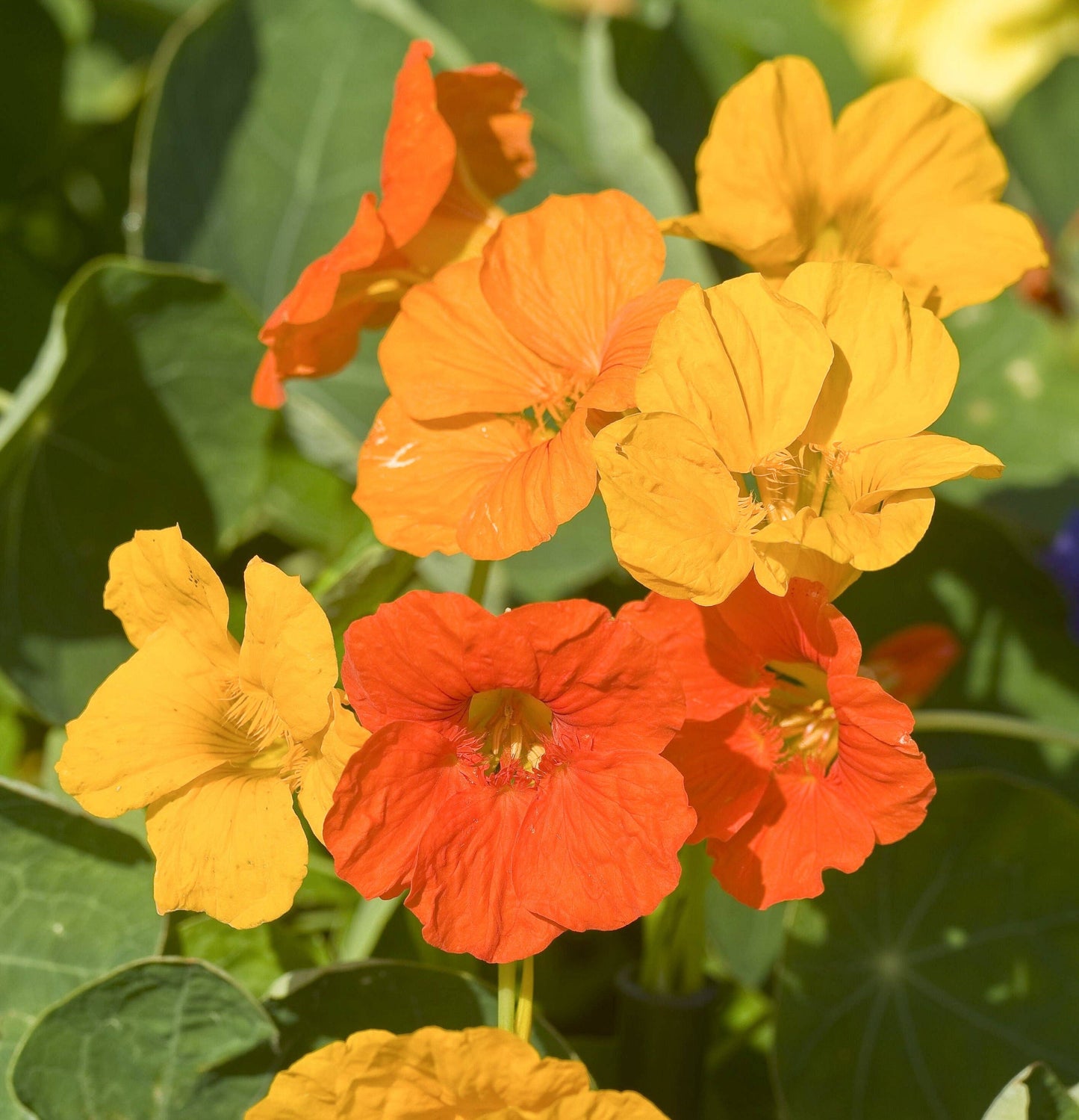 Edible Flower Seed Set