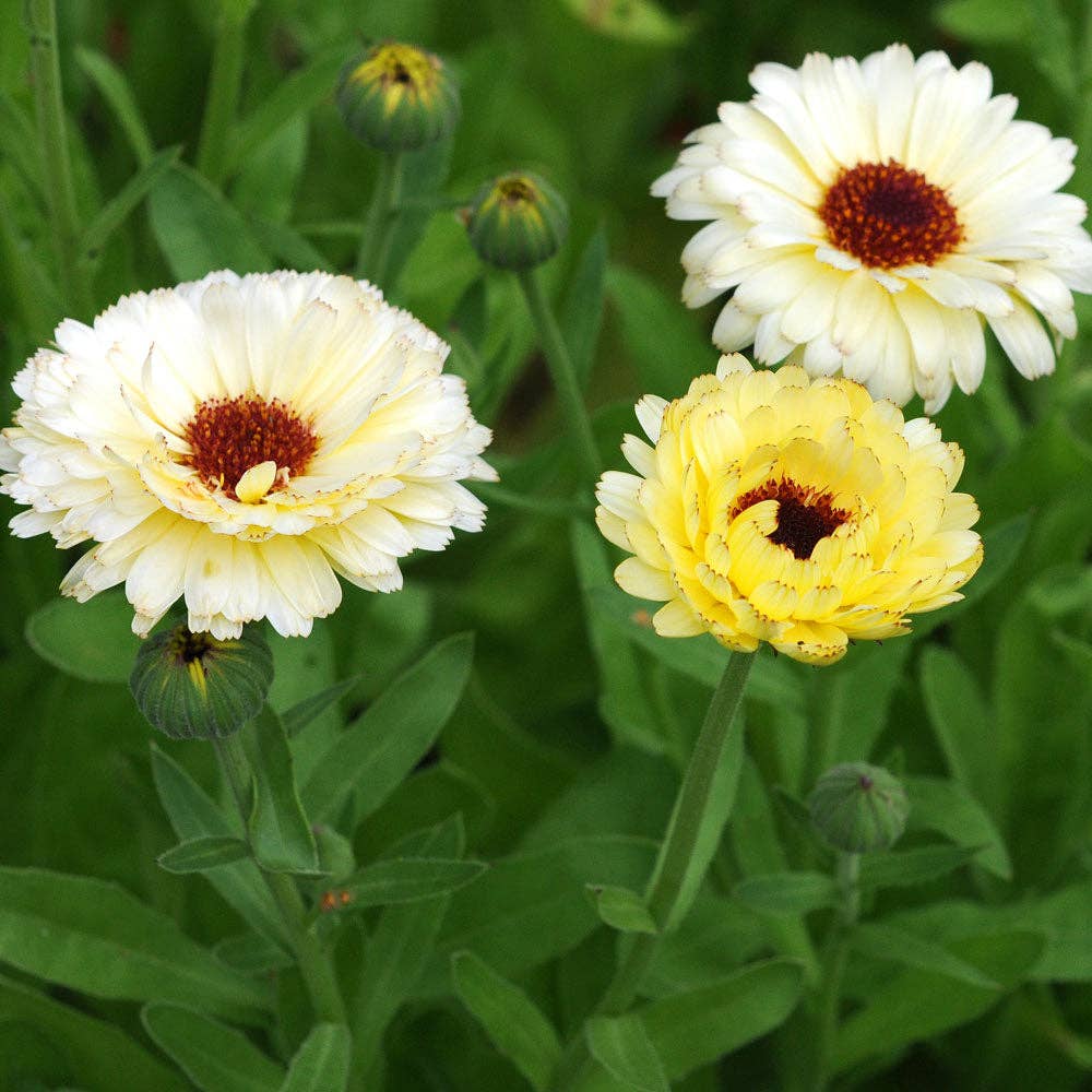 Edible Flower Seed Set