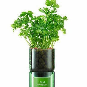 Hydroponic Herb Growing Kit - Flat Leaf Parsley