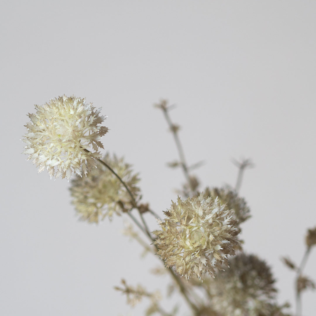 Melaleuca in Dusk (Single Stem)