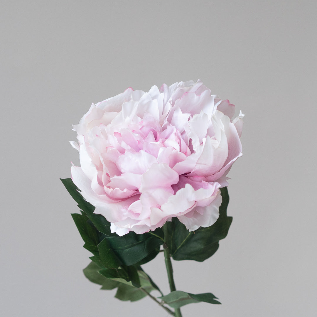 Peony in Rouge (Single Stem)