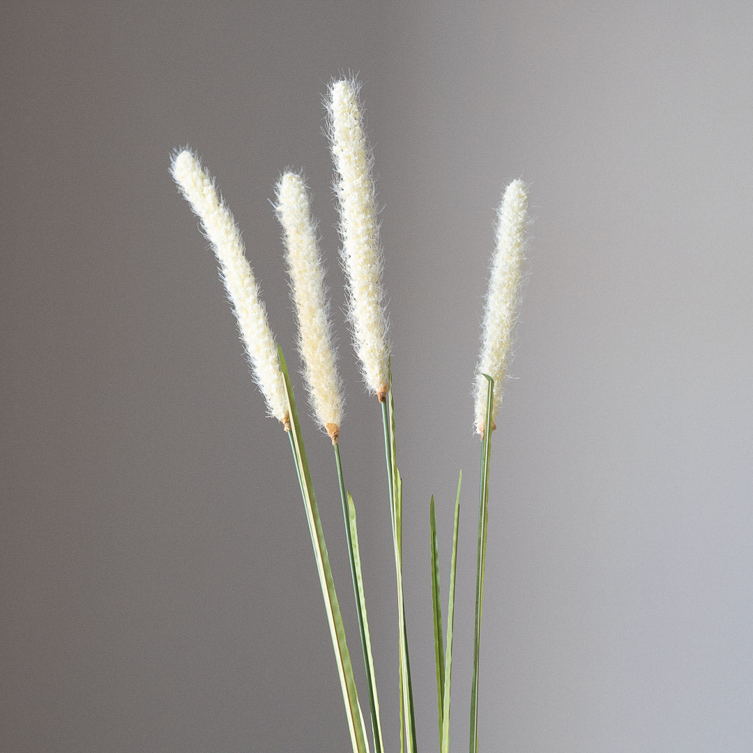 Wolftail (Single stem)