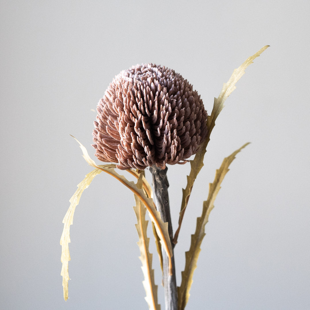 Banksia in Bugundy (Single stem)