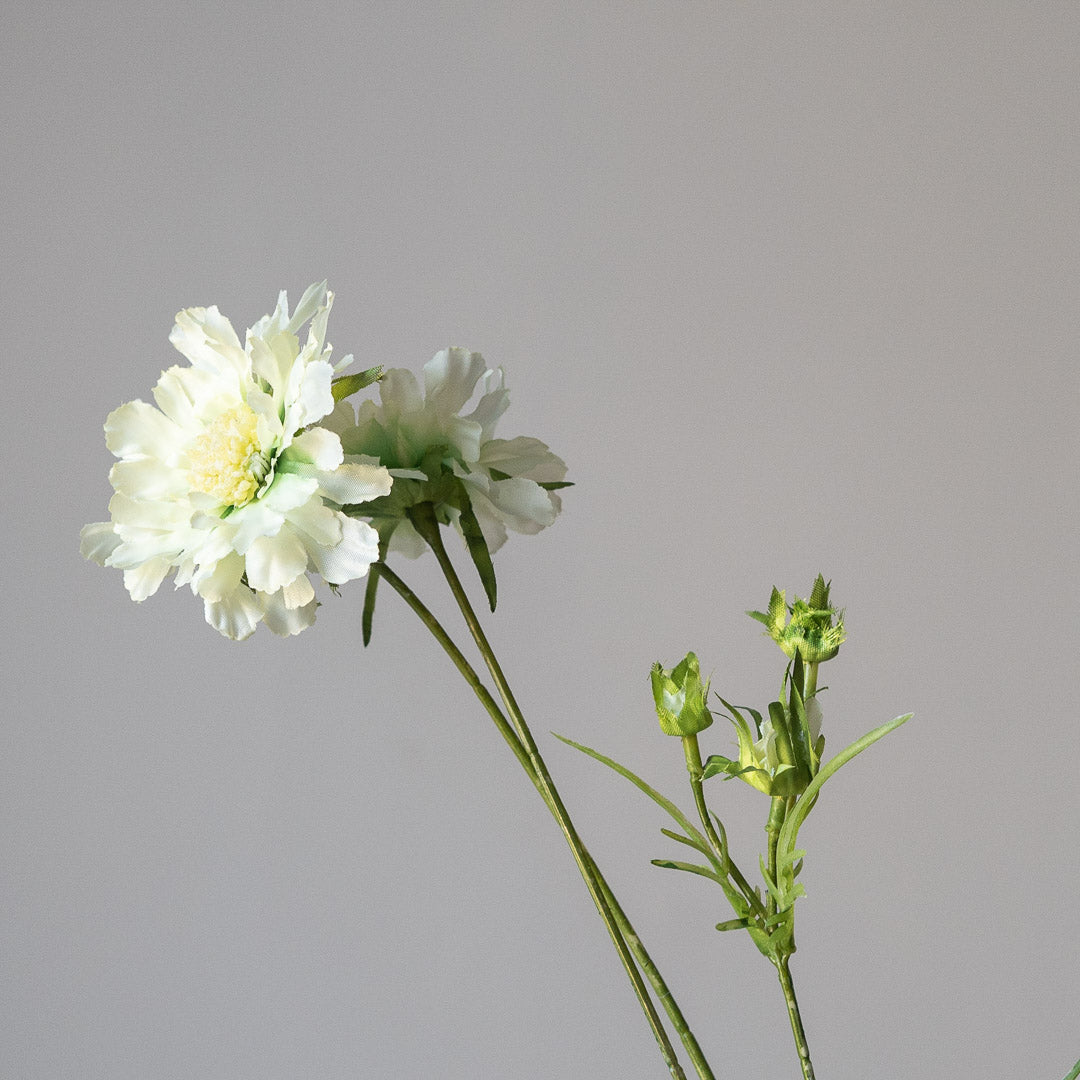 Masterwort in cream (Single stem)