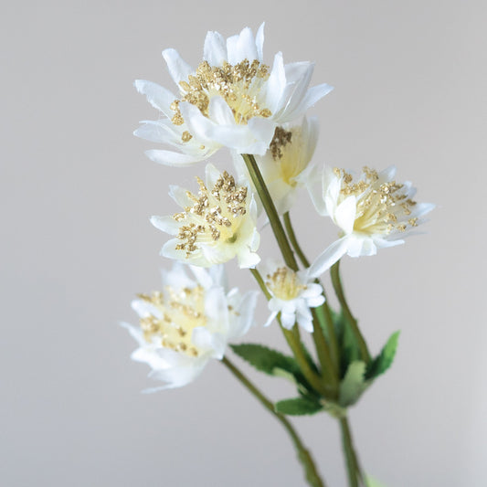 Scabious Flower Cream (Single stem)