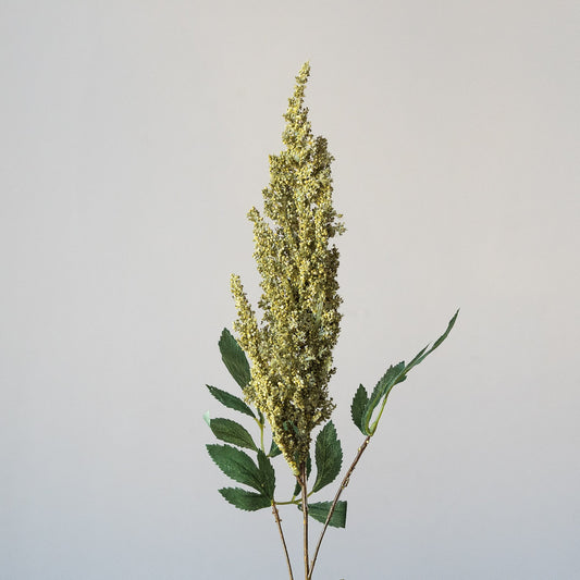 Astilbe Green (Single stem)