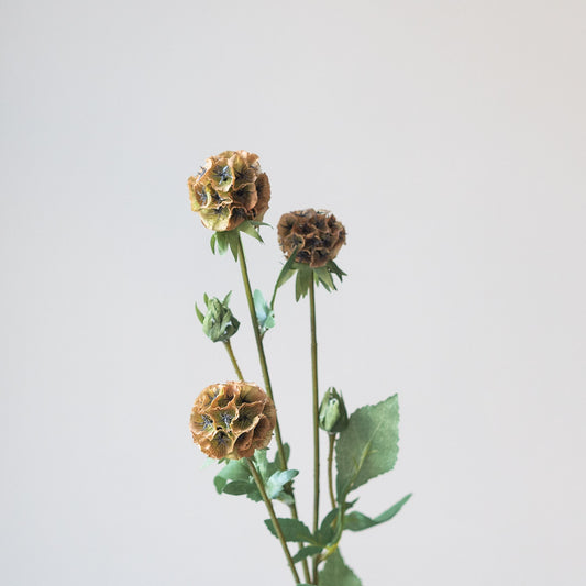 Scabiosa (Single stem)