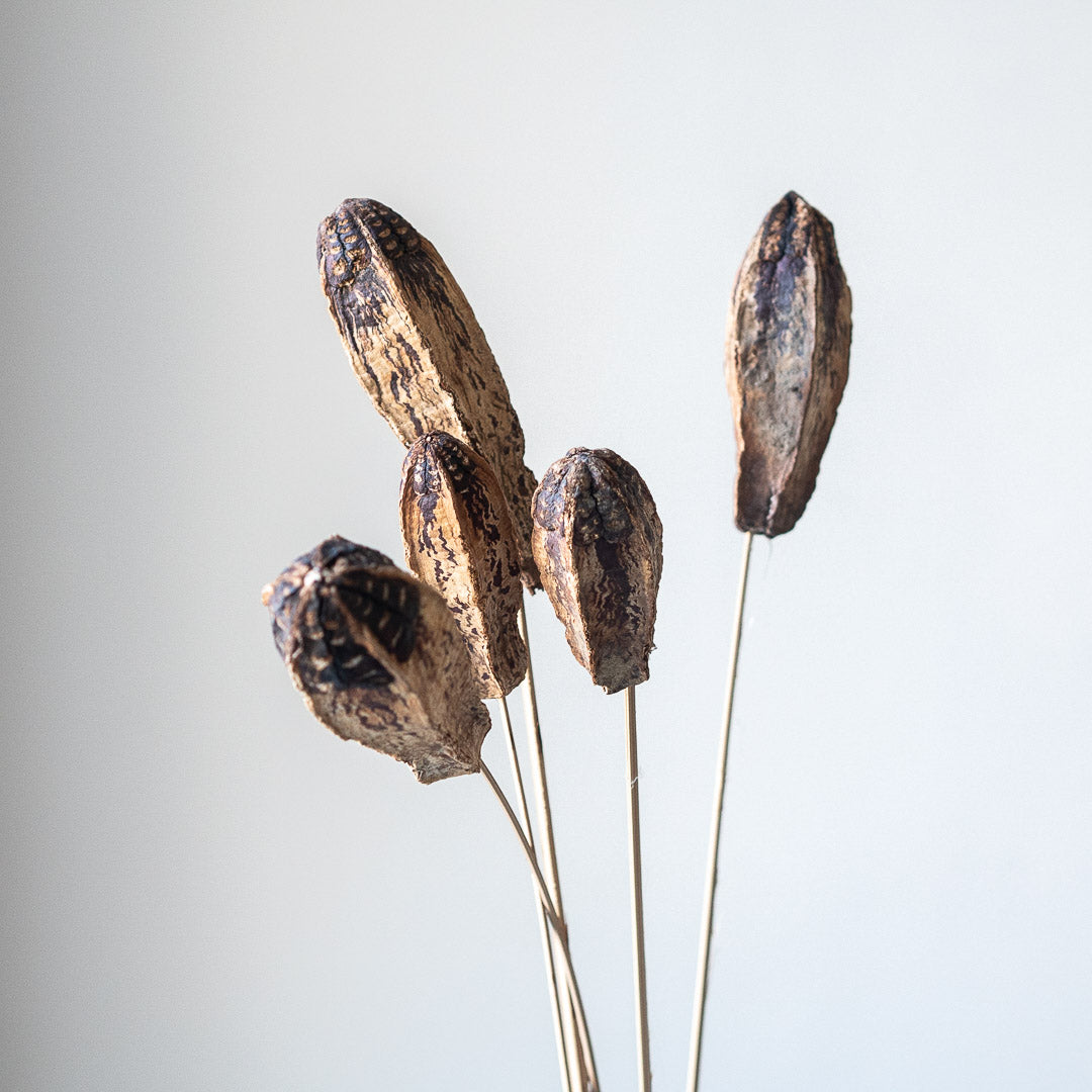 Mahogany Seed Pod (5 stems)