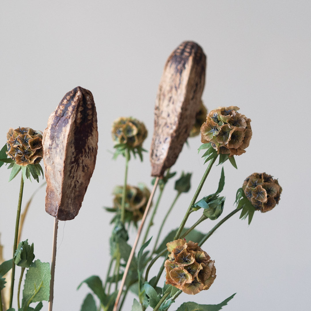 Mahogany Seed Pod (5 stems)