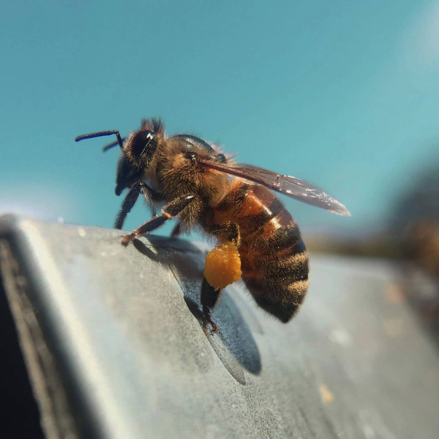 Black Bee Honey - British Summer 227g
